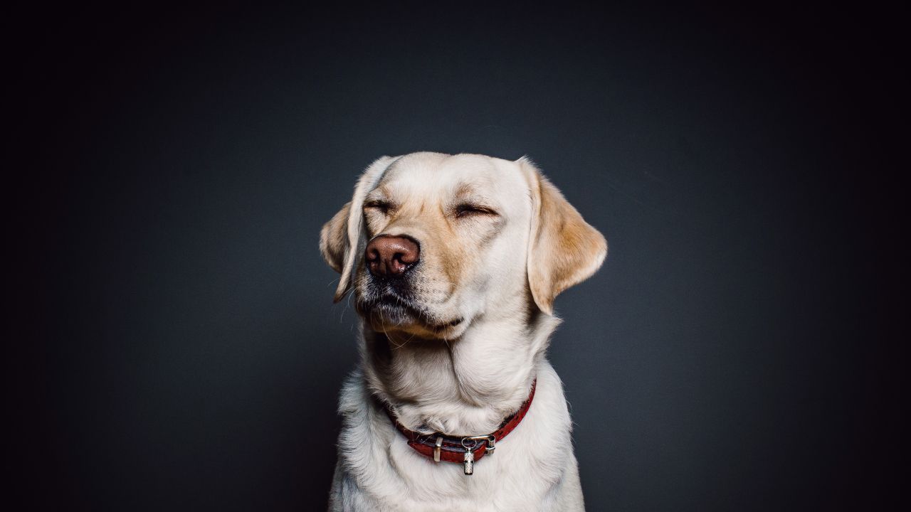 目を閉じたラブラドールレトリーバー(犬)のイメージ